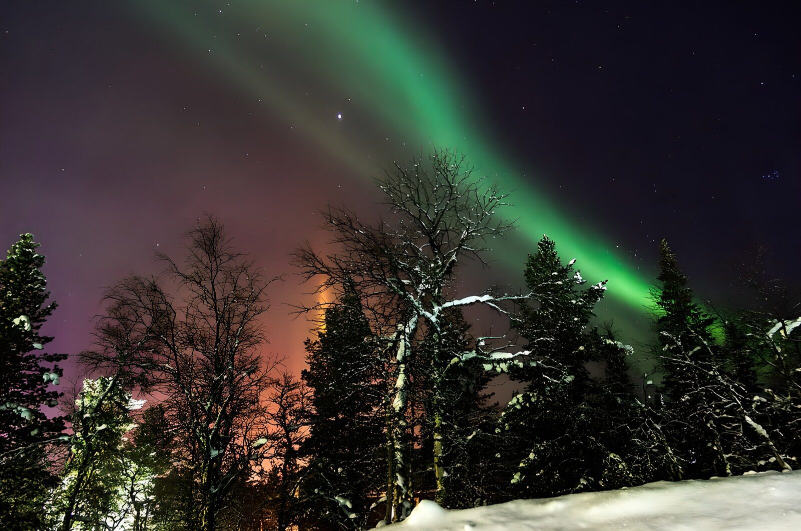 HPDK50472: Nordlys over en snedækket skov