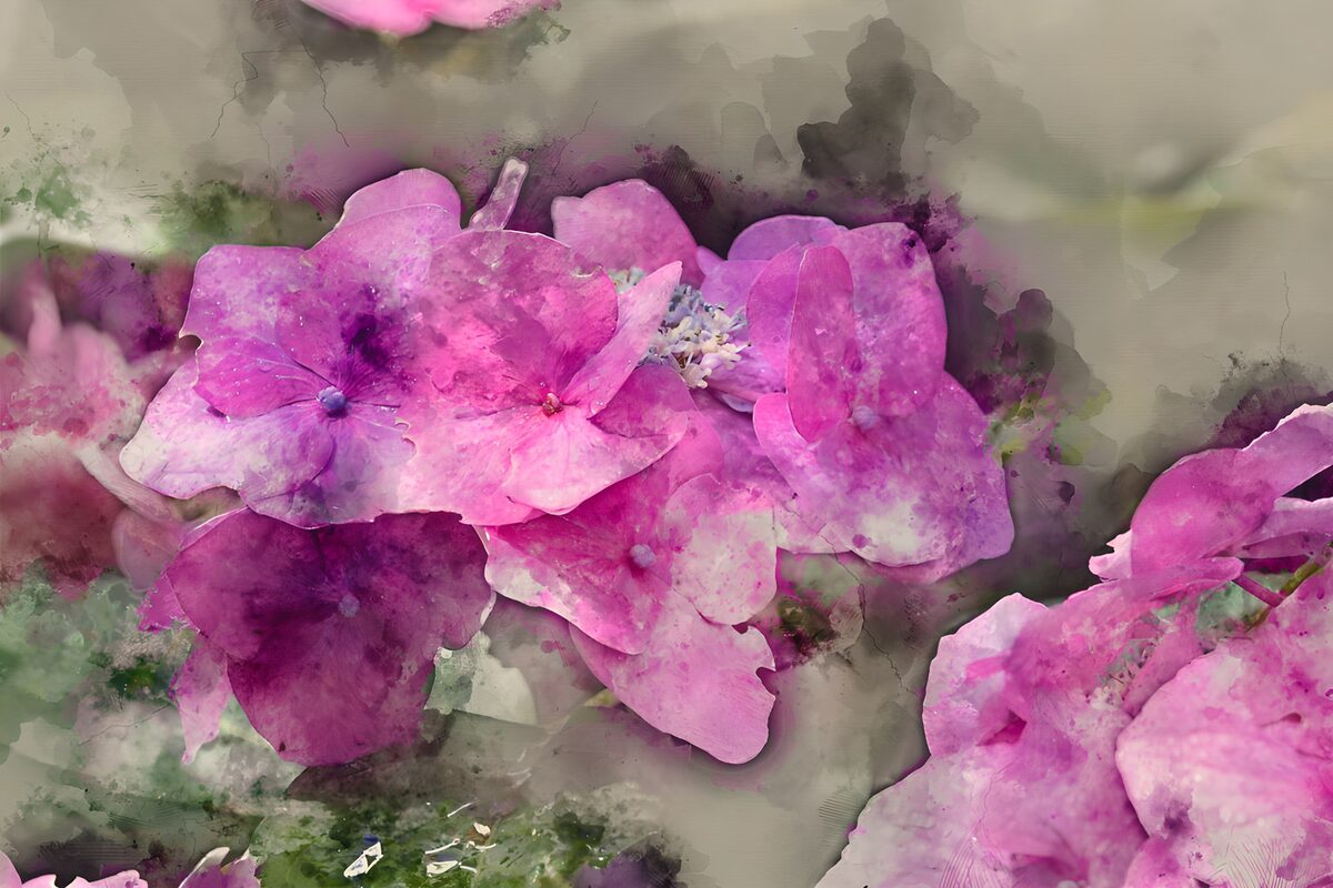 Rosa og lilla hortensia i blød akvarel