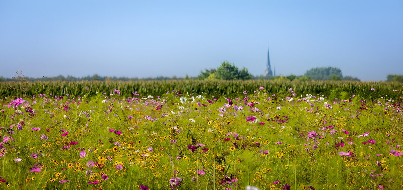 HPDK24695: Sommereng med blomster og kirkespir