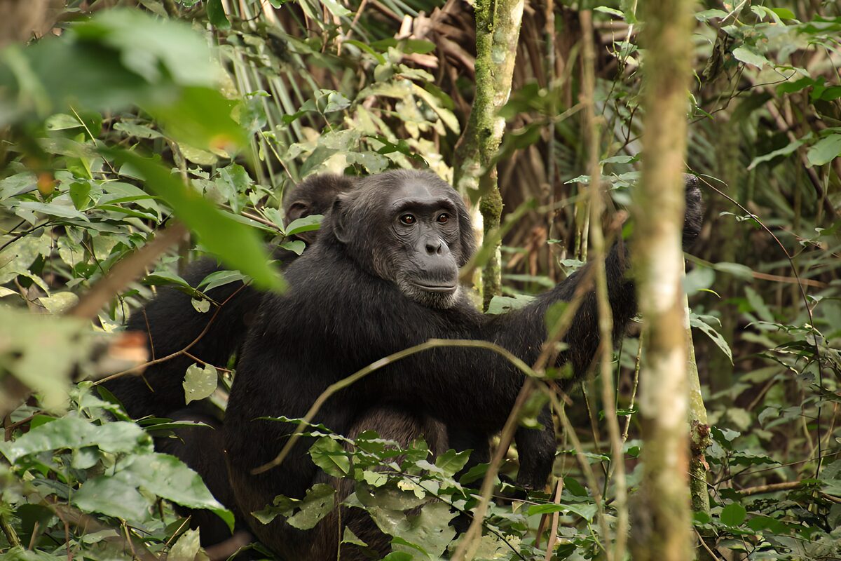 Chimpanser mellem grene og grønne blade