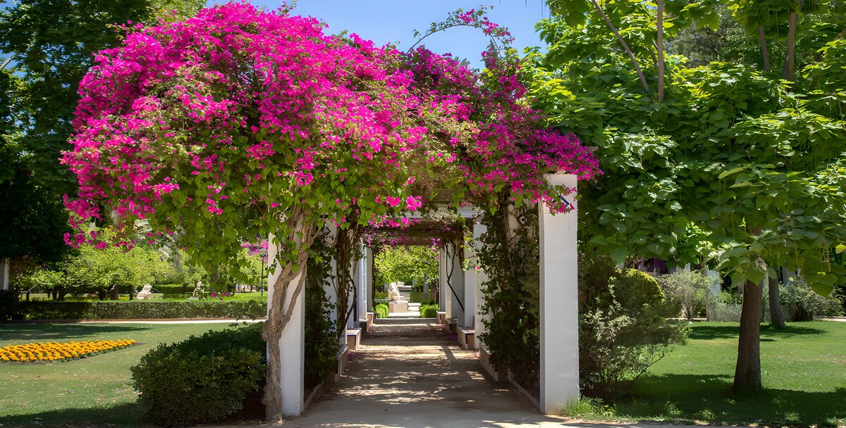 Hvid pergola med bougainvillea i sol