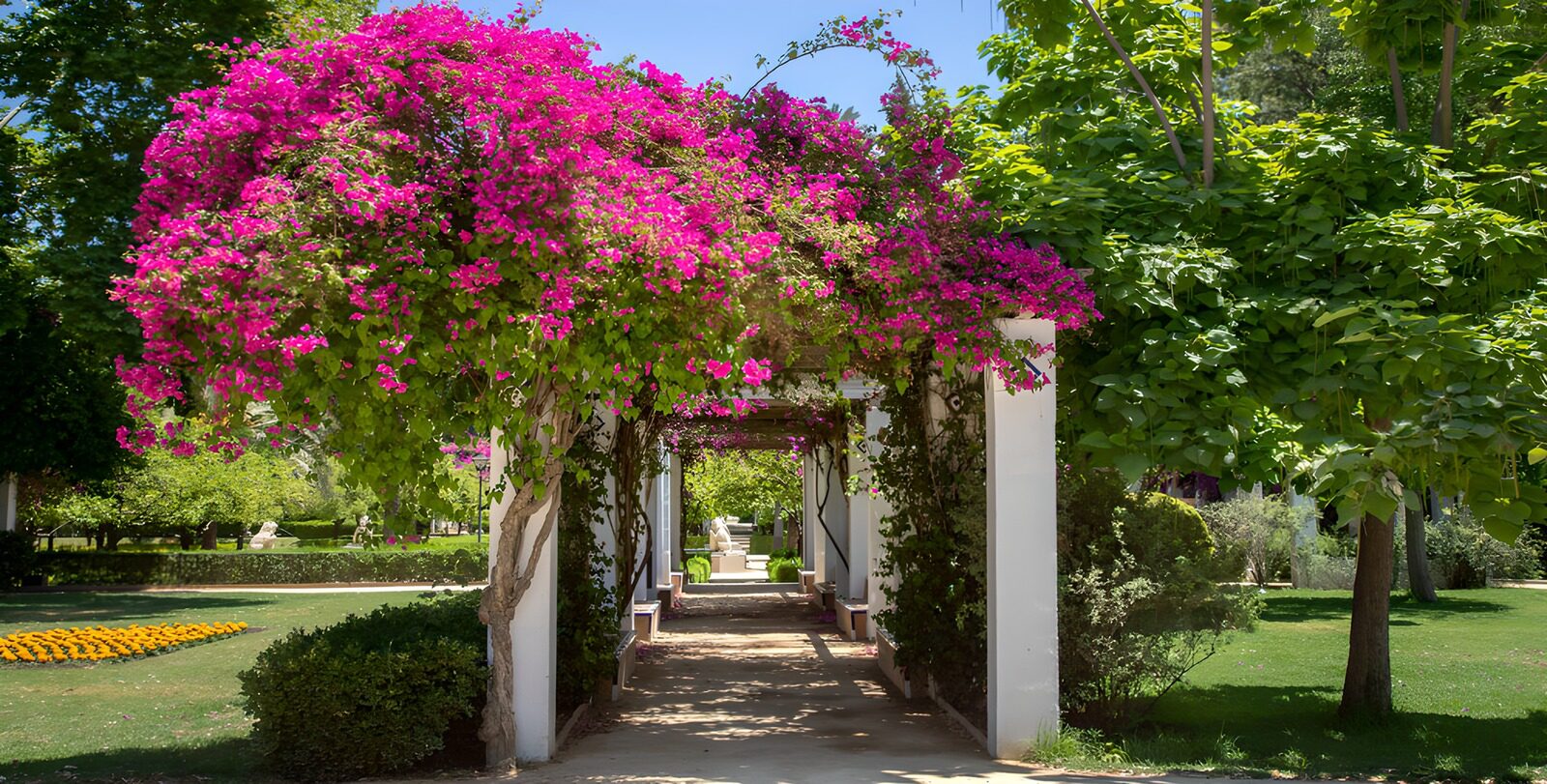 HPDK83125: Hvid pergola med bougainvillea i sol
