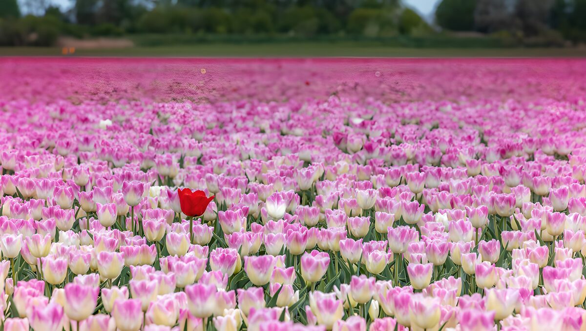 En rød tulipan i en lys tulipanmark