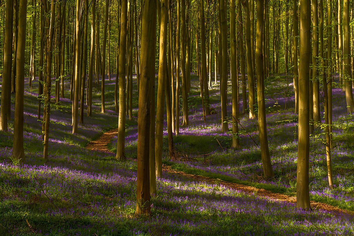 Skovsti gennem et tæppe af lilla blomster