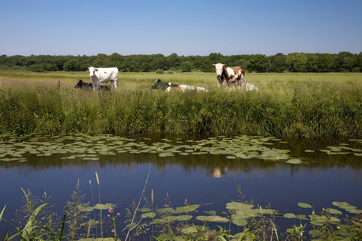Køer på græs ved vandet