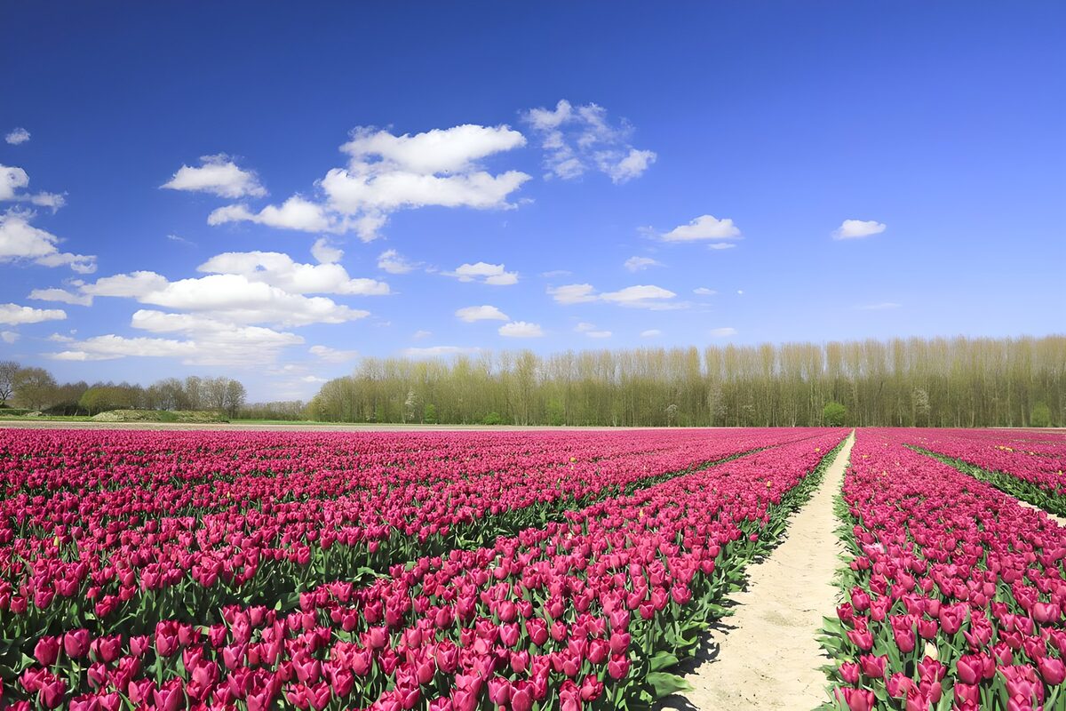 Lyserøde tulipaner under blå himmel