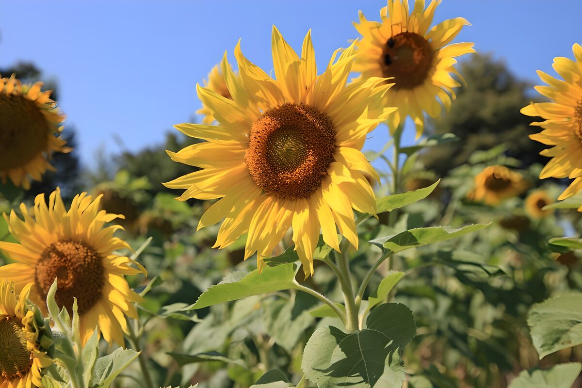 Gule solsikker i klar sommersol