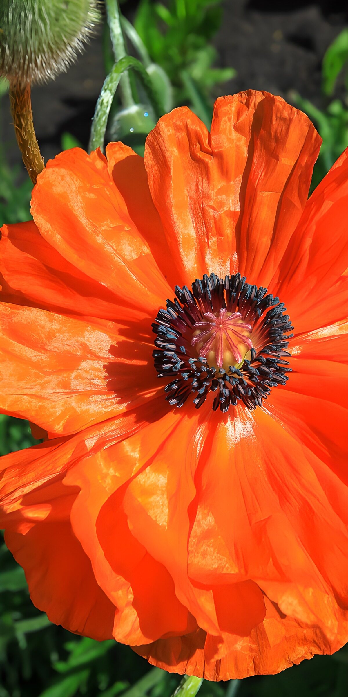 HPDK46773: Orange valmue i skarpt sollys