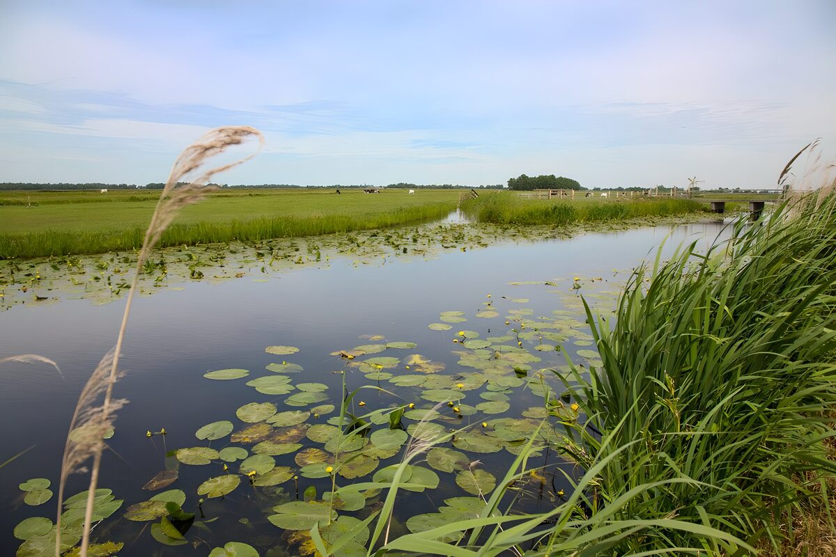HPDK44969: Åkander og køer ved den stille kanal