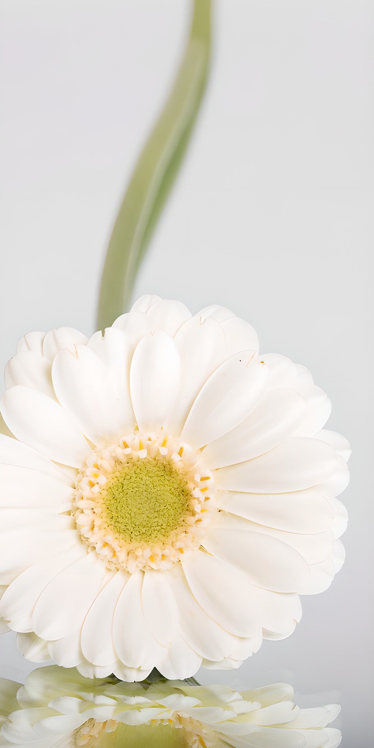 HPDK63772: Hvid gerbera med spejling i blødt lys