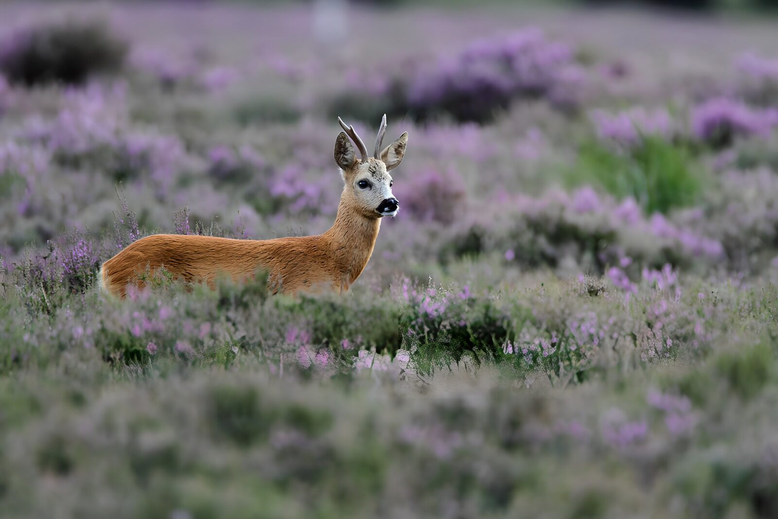 HPDK25796: Råbuk i lyngens lilla ro