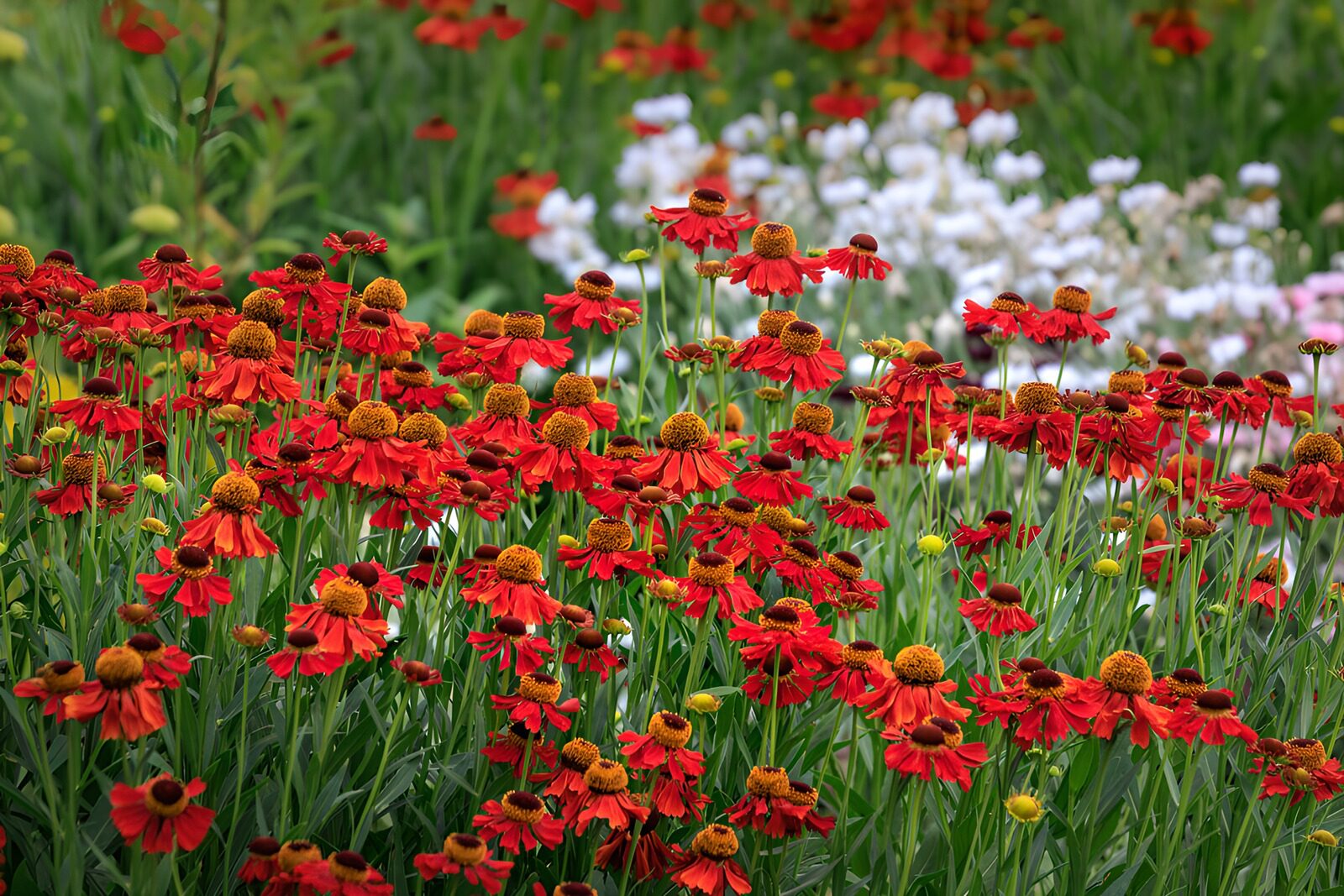 HPDK72672: Røde blomster i et frodigt bed