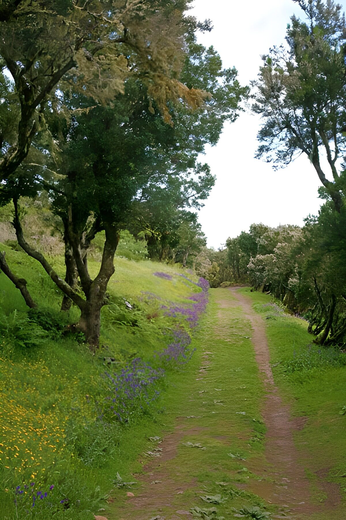 HPDK15071: Grøn skovsti med blomster og ro