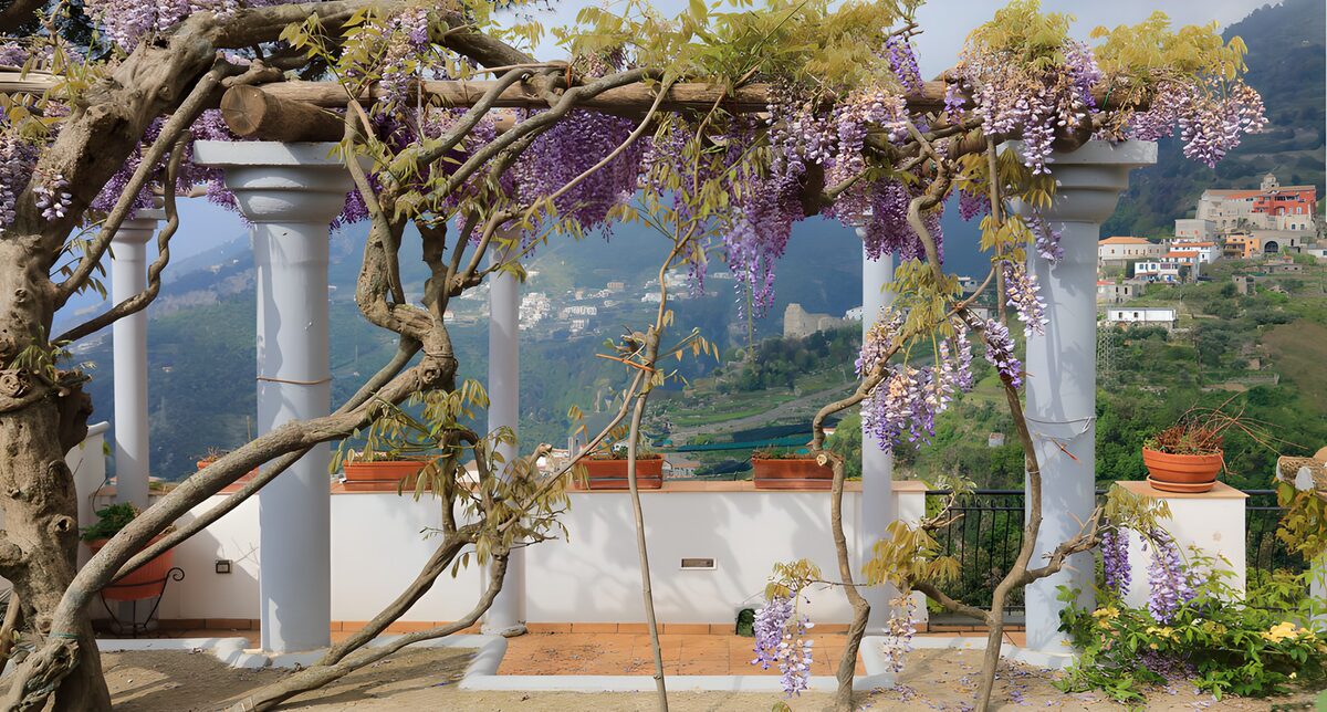 HPDK72913: Solrig terrasse med blomstrende blåregn