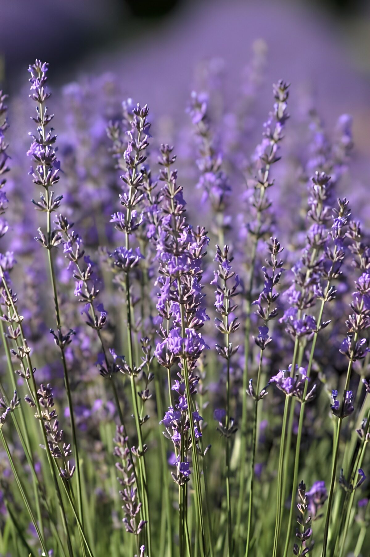 HPDK70655: Lavendel i nærbillede og sollys