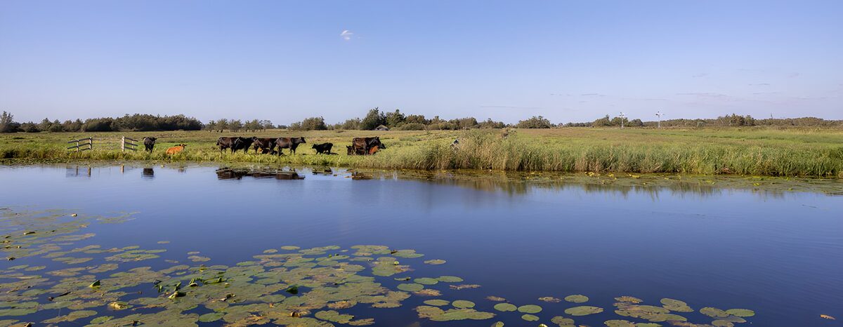 Køer og en stille dam i det grønne
