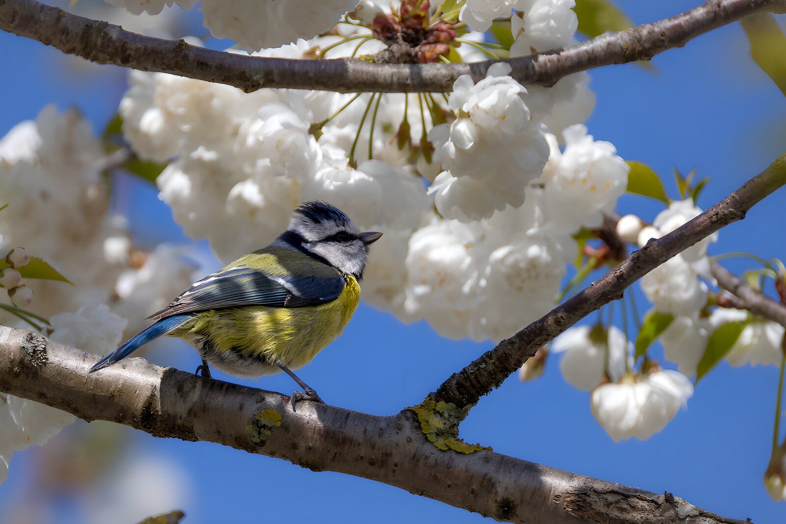 HPDK12978: Blåmejse på blomstrende gren i forårssol