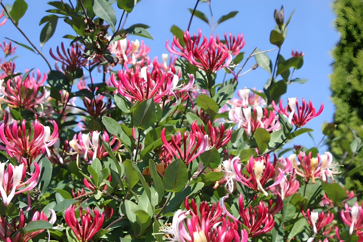 Rosa og hvid kaprifolie i solskin