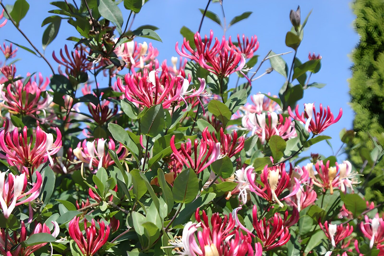 HPDK49473: Rosa og hvid kaprifolie i solskin