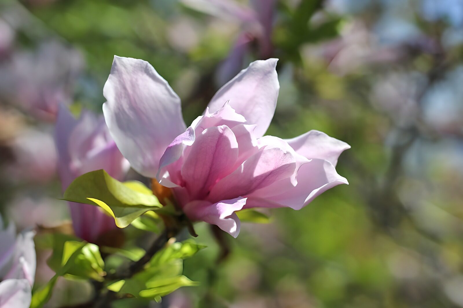 HPDK23953: Lyserød magnolia i blødt dagslys