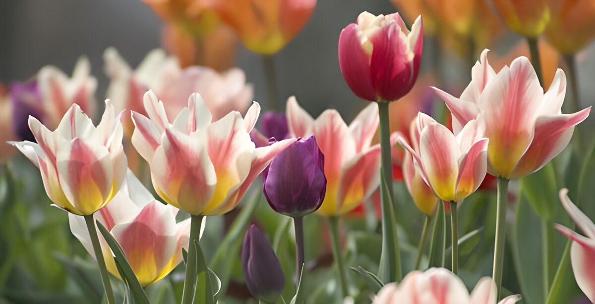 Rosa og hvide tulipaner i blødt forårslys