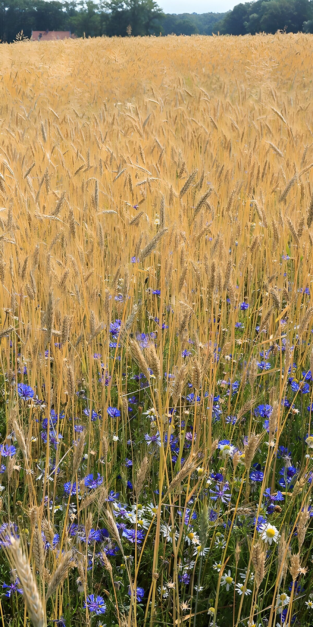 HPDK51567: Solrig kornmark med blå kornblomster