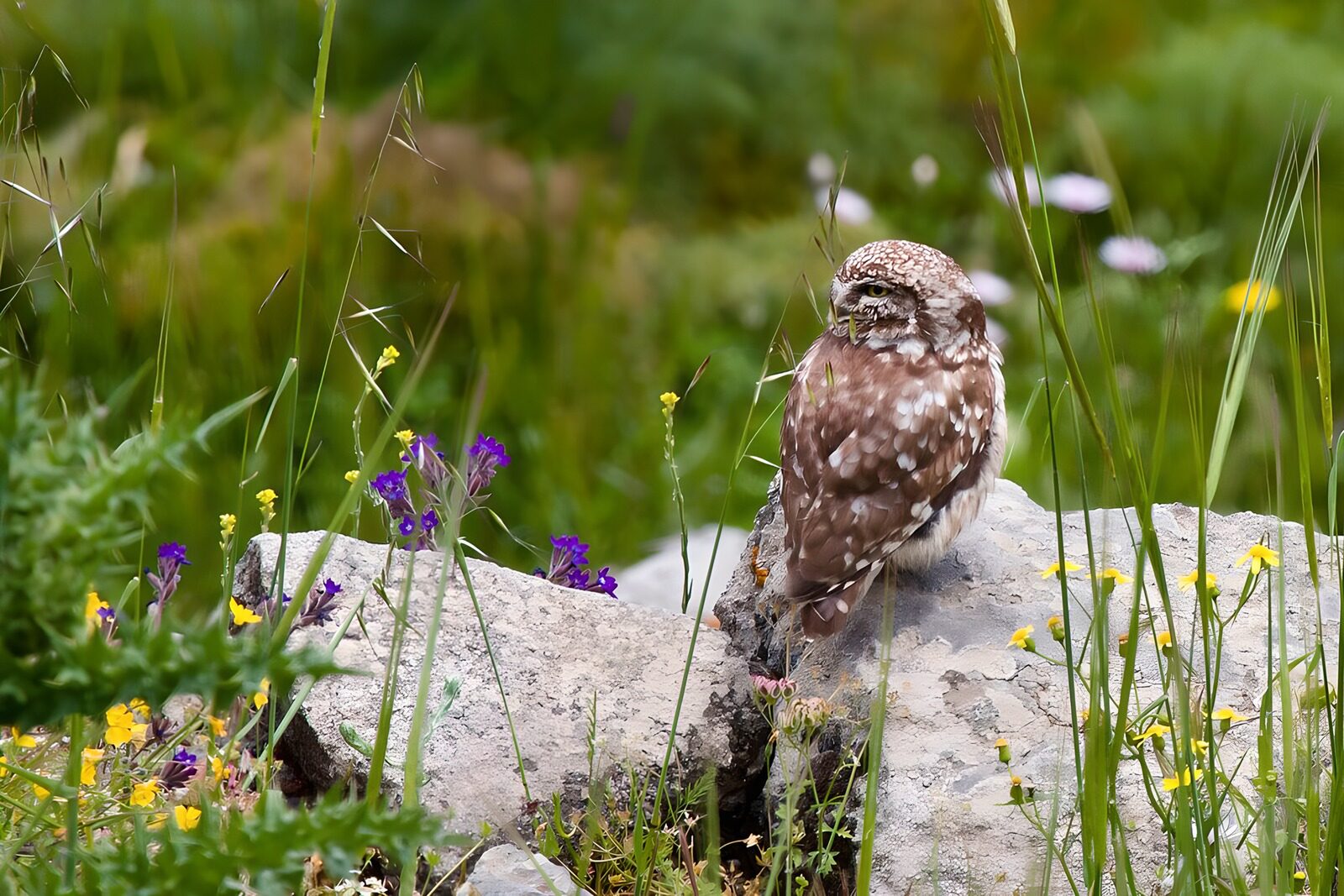 HPDK85911: Kirkeugle på sten blandt vilde blomster