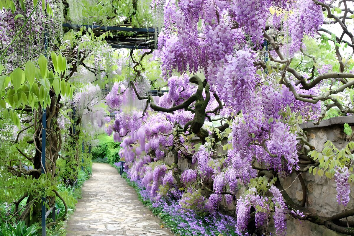 HPDK14339: Havesti under blomstrende blåregn