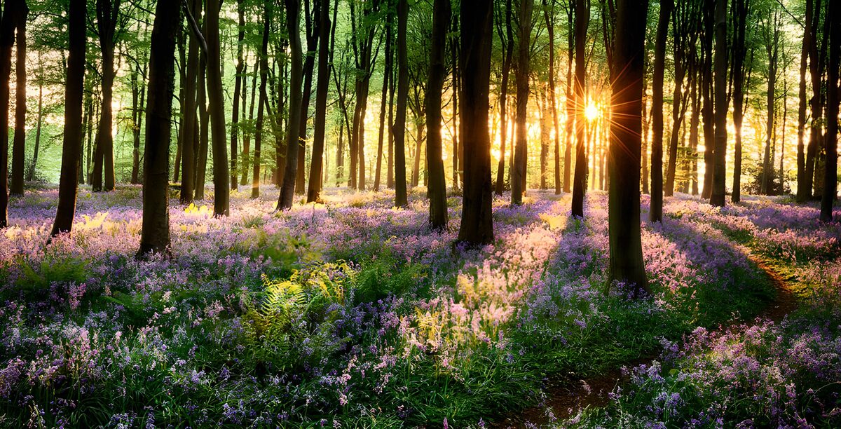 Skovbund med lilla blomster i gyldent lys