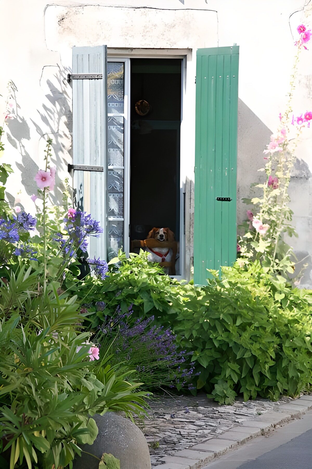 HPDK96215: Hund i døren bag havens sommerblomster