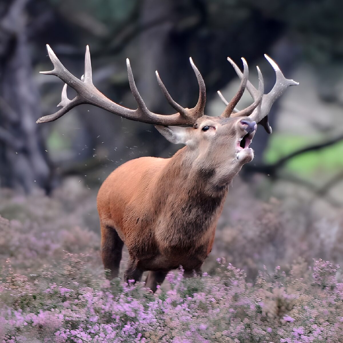 Brølende kronhjort i blomstrende lyng