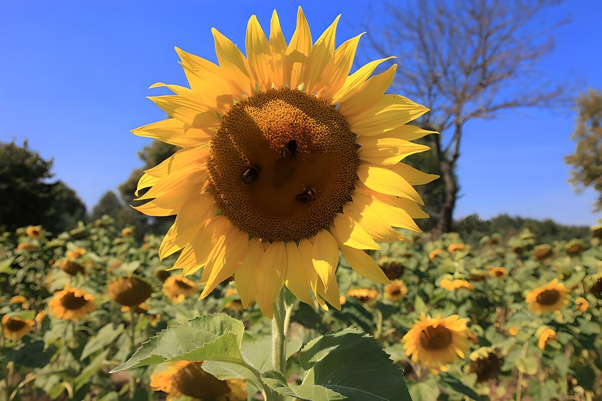 Solsikke med bier under blå himmel