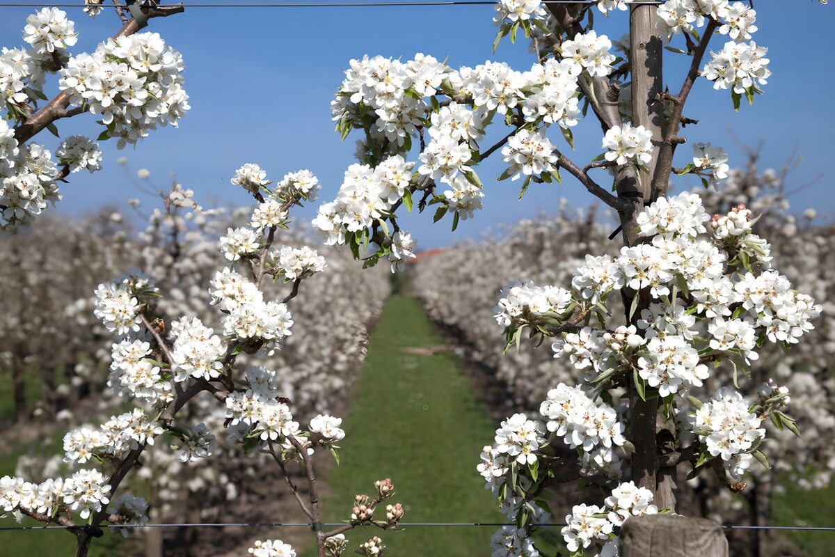 Hvide frugttræsblomster under blå himmel