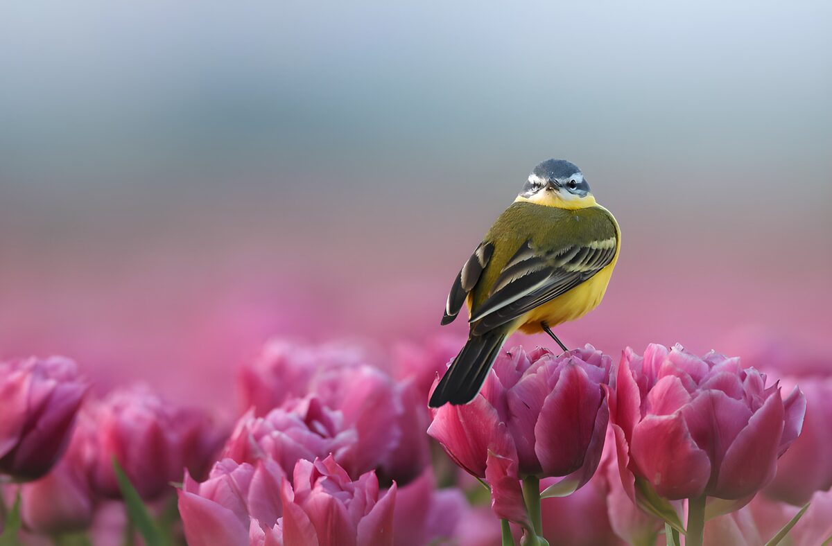 Gul fugl på en lyserød tulipan