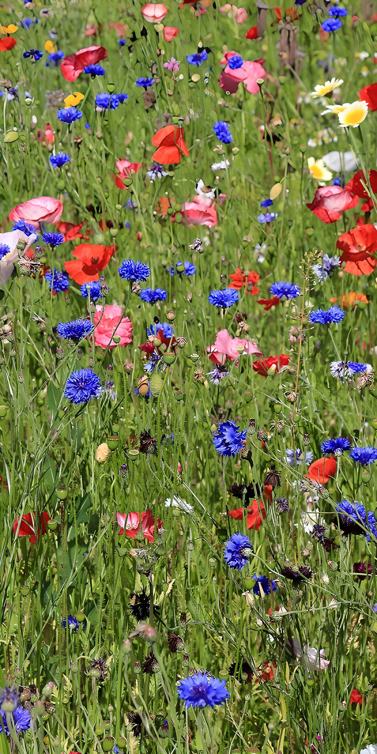 HPDK50974: Et sommerhav af valmuer og kornblomster