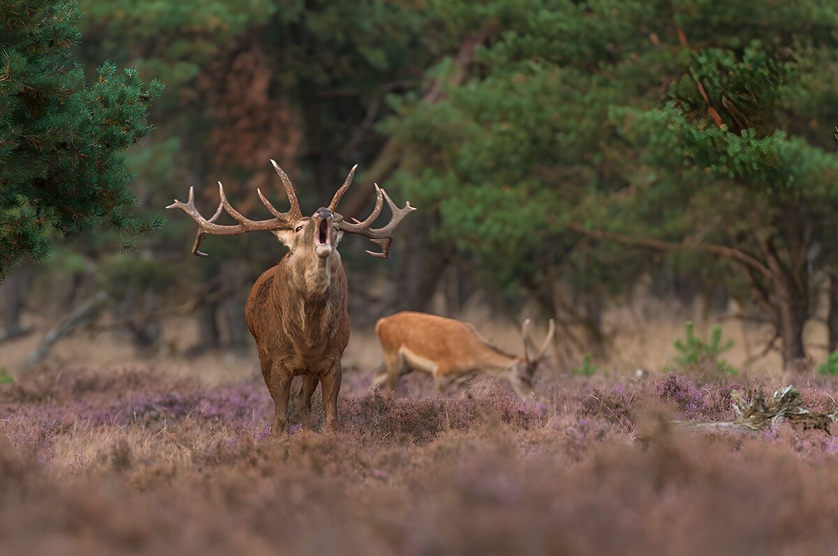 Brølende kronhjort i lilla lyng