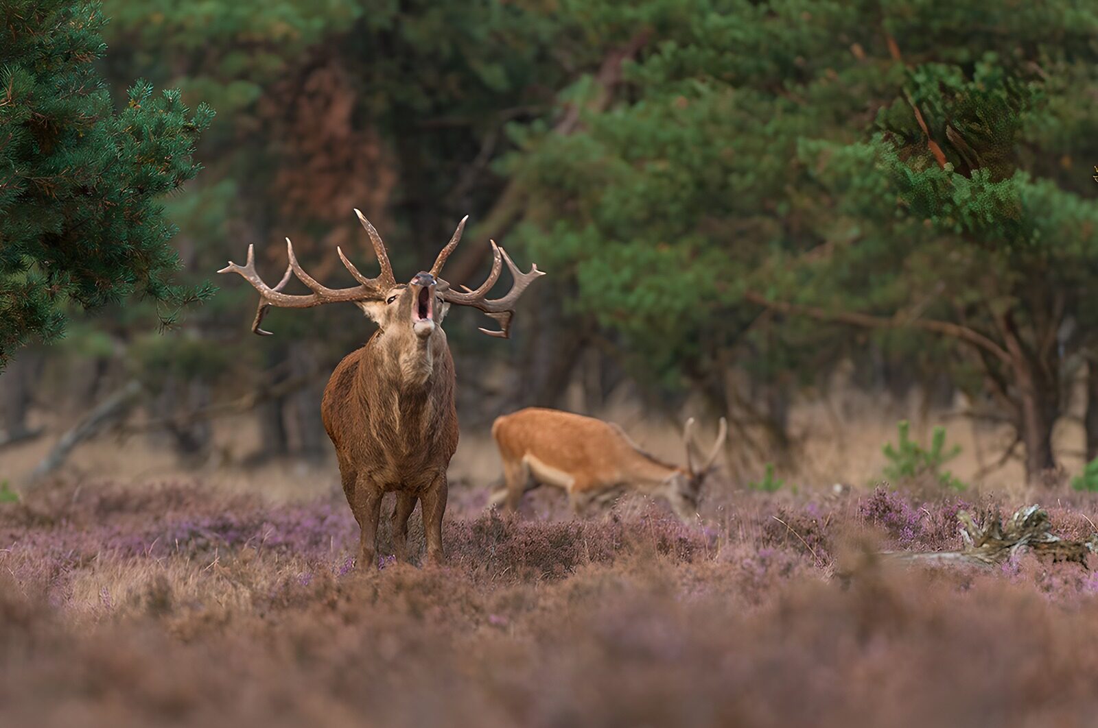 HPDK62318: Brølende kronhjort i lilla lyng