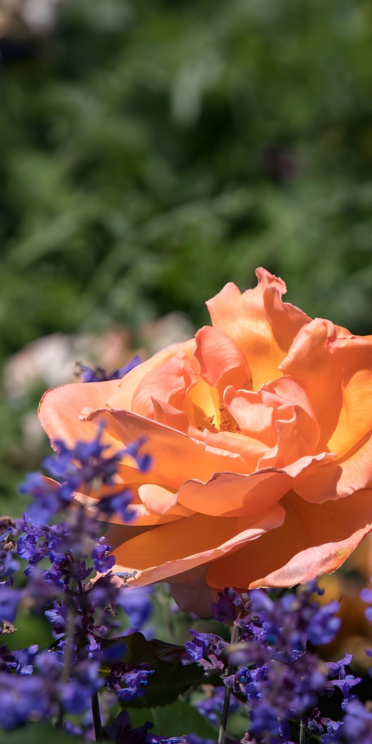 HPDK25007: Orange rose og lilla blomster i sol
