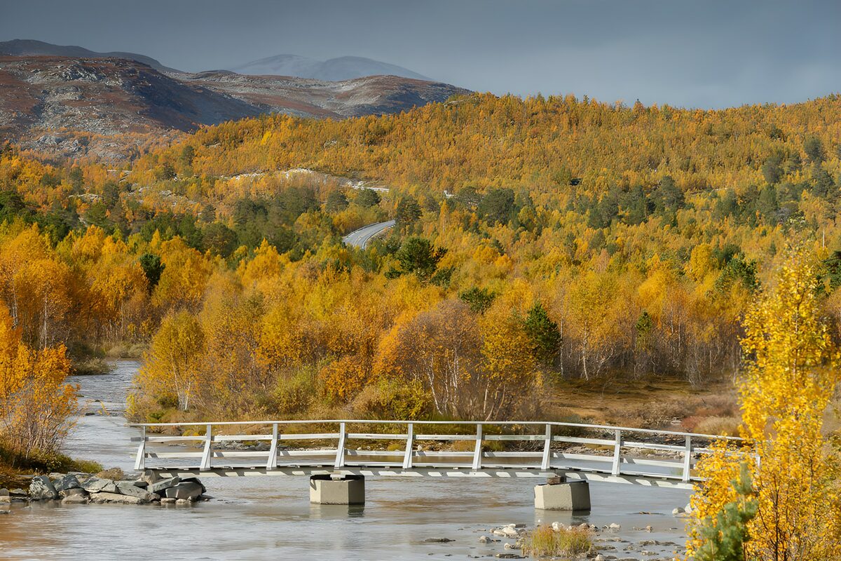 HPDK27338: Træbro over åen i efterårsdalen