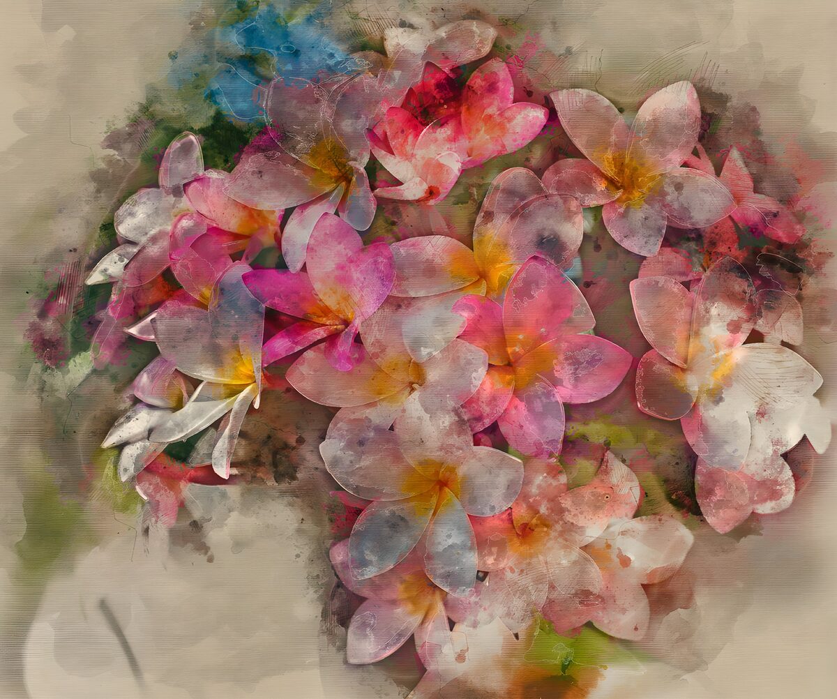 Rosa og hvide frangipani i blødt lys