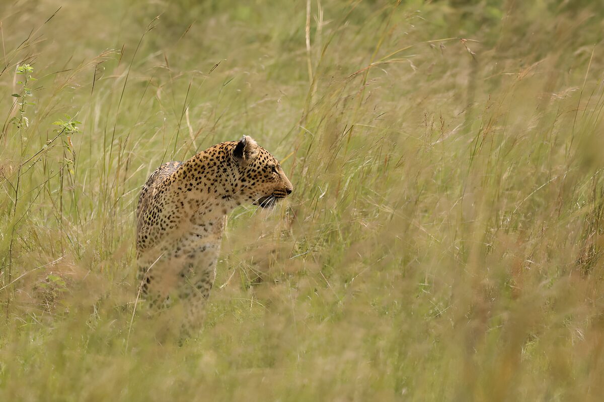 Leopard på vagt i det høje græs