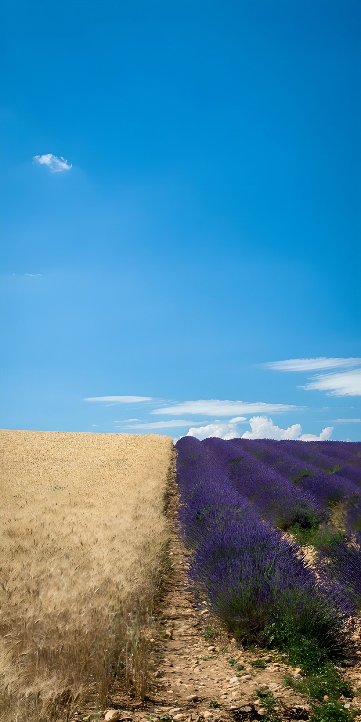HPDK37469: Korn og lavendel under sommerhimlen