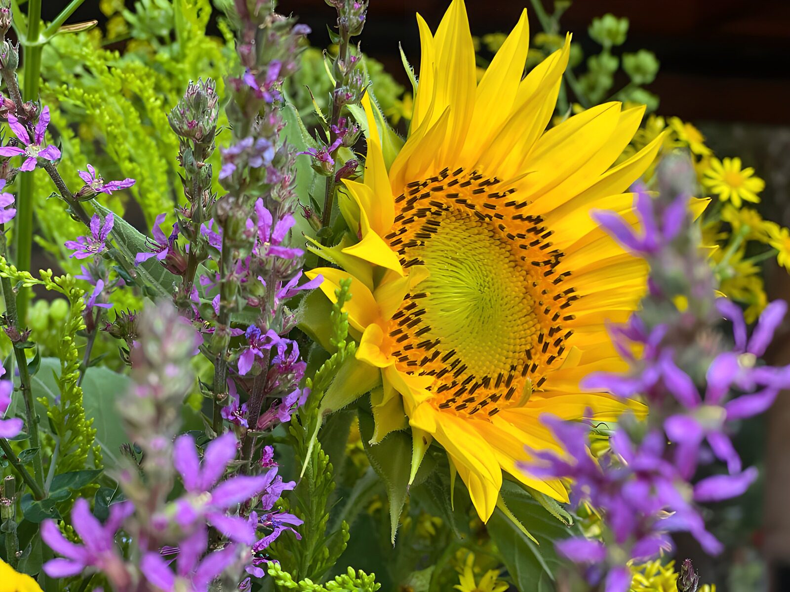 HPDK24205: En gul sol i et hav af lilla blomster