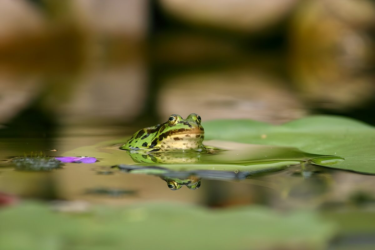 En frø i dammens stille spejl