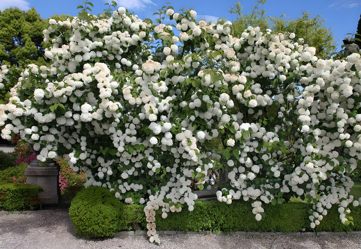 HPDK22536: Stor busk med hvide blomster i solskin