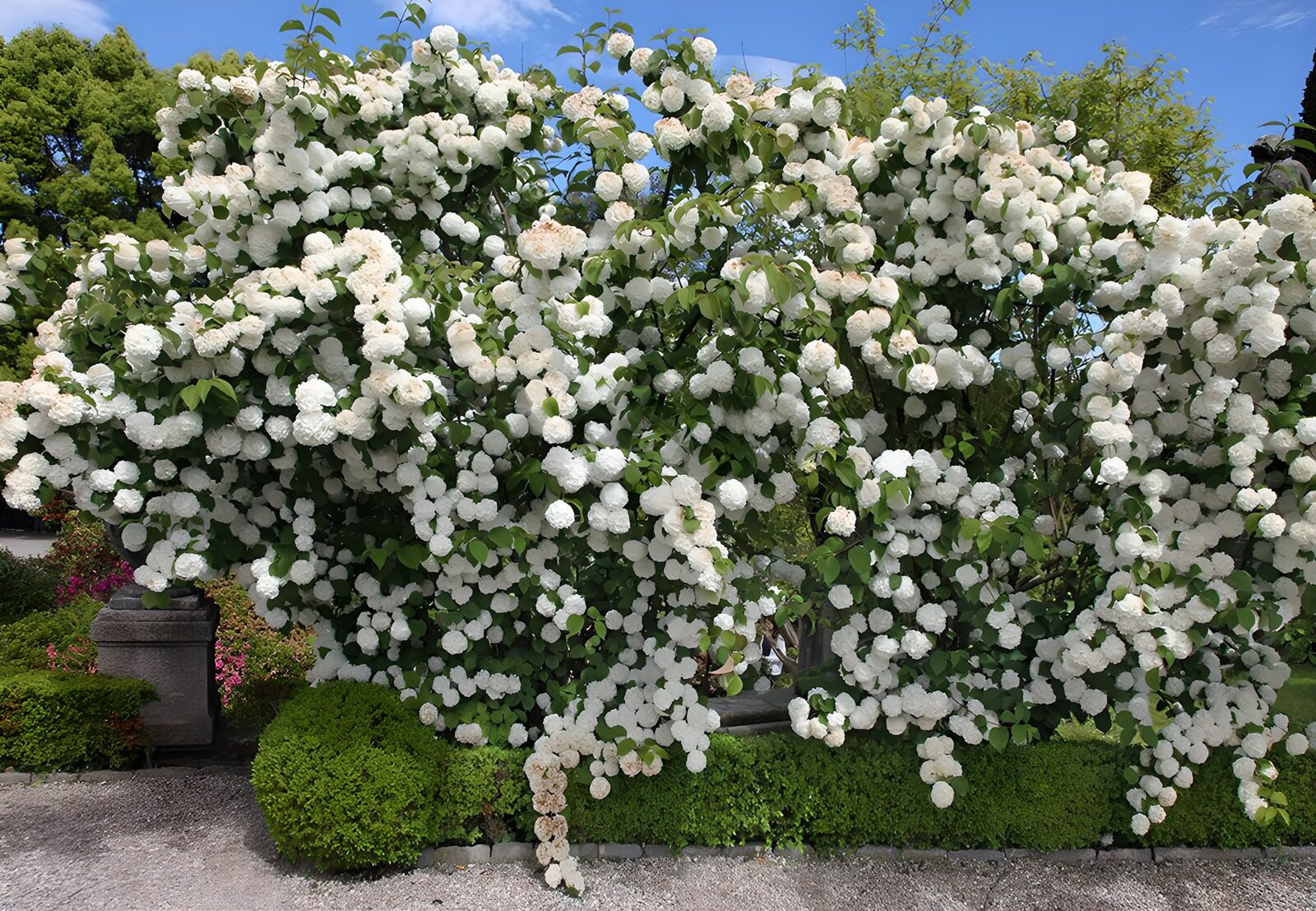 HPDK22536: Stor busk med hvide blomster i solskin