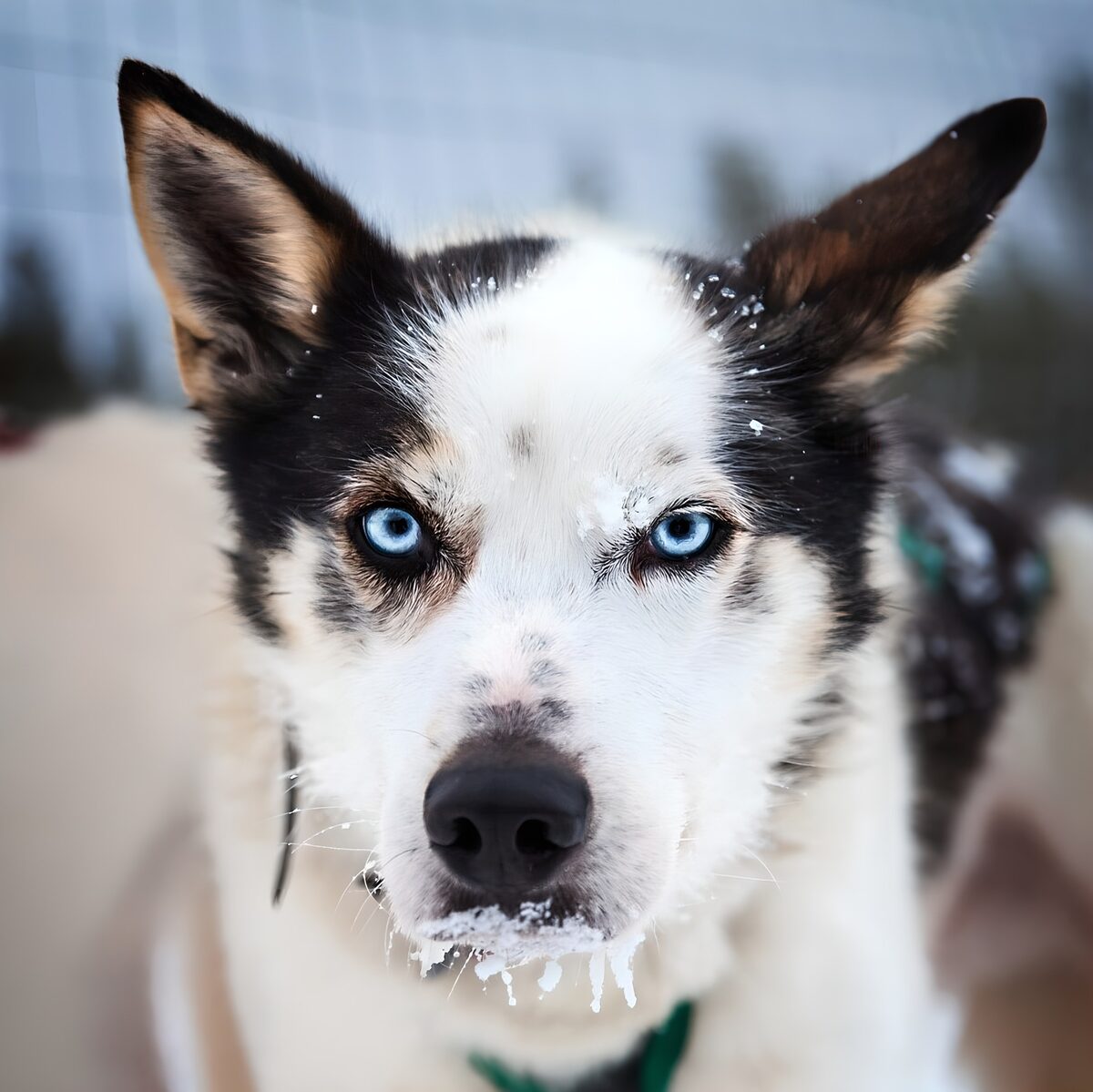 Husky med blå øjne i vintersne