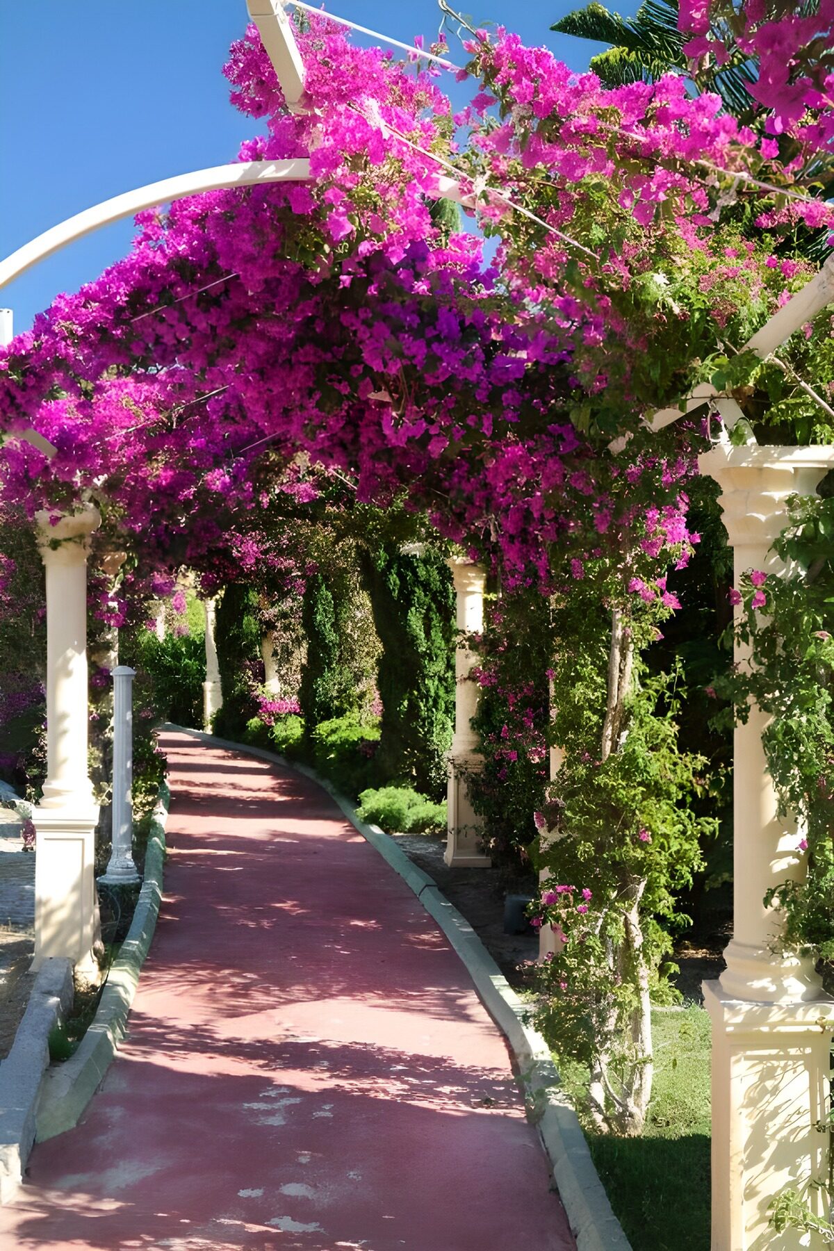 HPDK13244: Solbeskinnet pergola med pink blomster