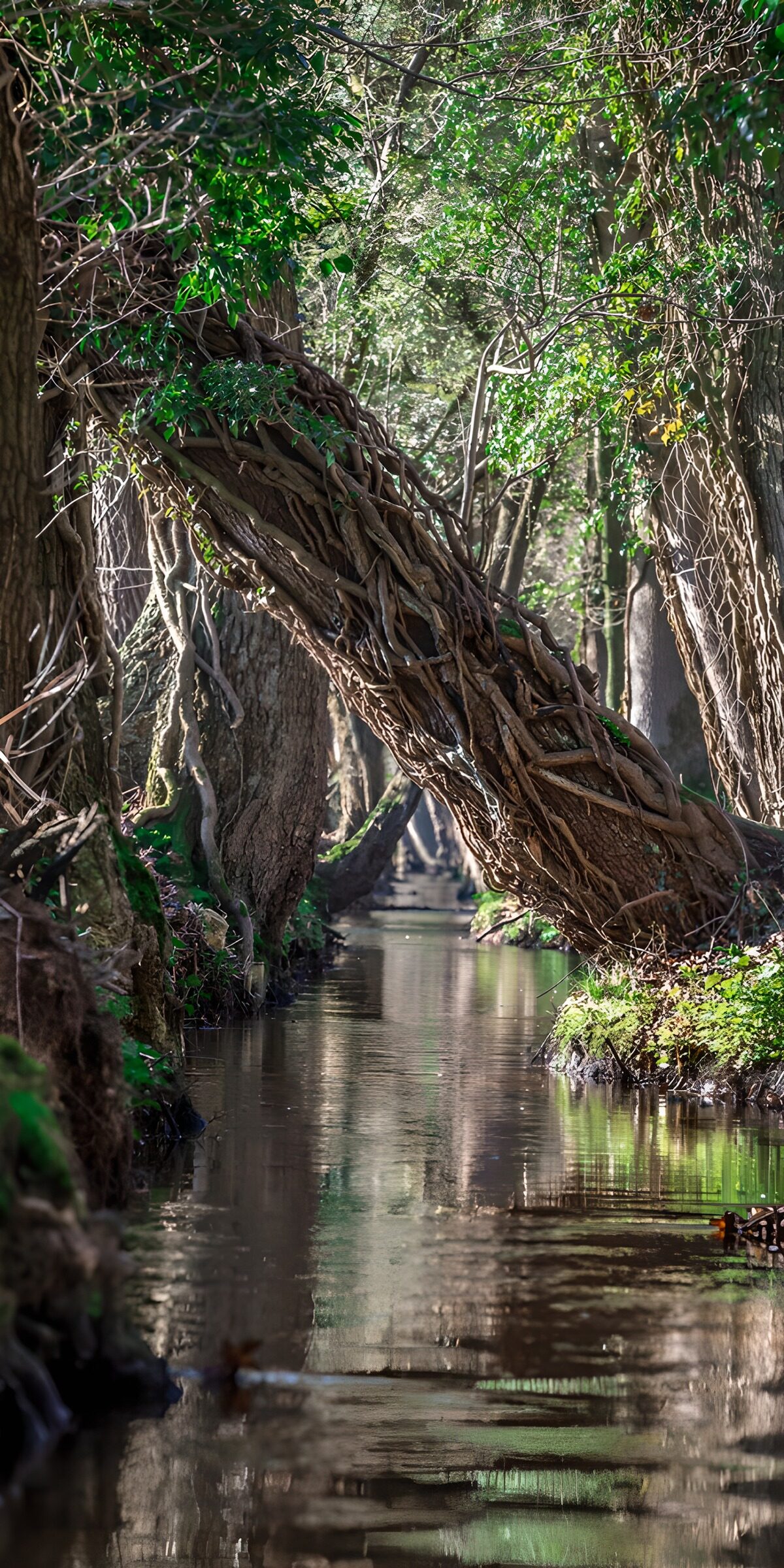 HPDK97693: Skovbæk under en skrå træstamme