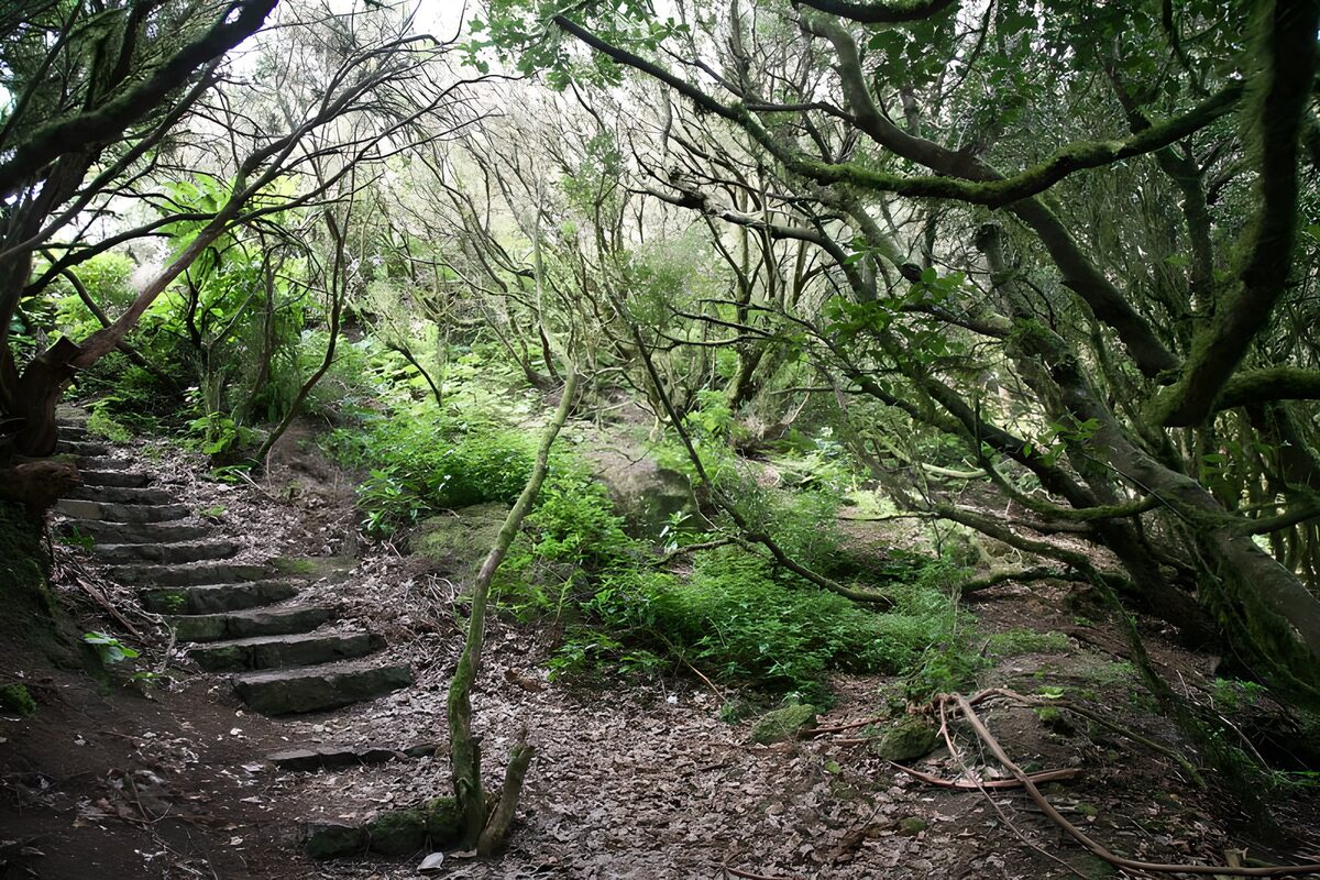 HPDK26848: Stentrappe gennem den stille skov